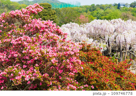 あしかがフラワーパークの春 多種多彩な花々 あしかがフラワーパークの春 多種多彩な花々 109746778