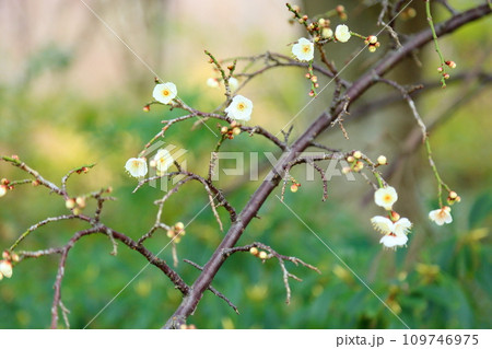 梅の花　玉咢枝垂 109746975