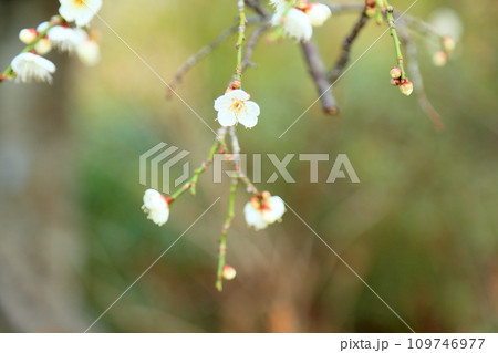 梅の花 玉咢枝垂 梅の花 玉咢枝垂 109746977