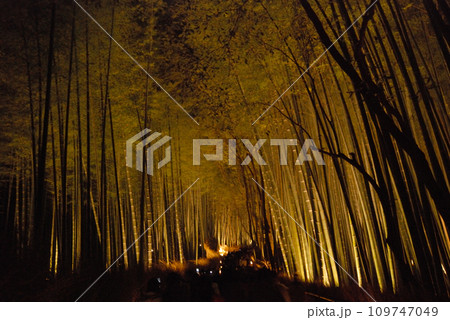 Bamboo forest lit up @kyoto / ライトアップされる竹林の小径 ＠冬の京都 109747049