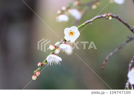 梅の花　玉咢枝垂 109747100