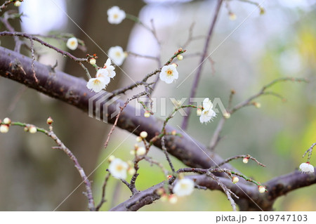 梅の花　玉咢枝垂 109747103