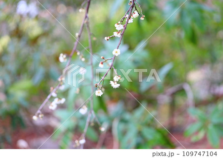 梅の花　玉咢枝垂 109747104