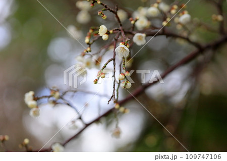 梅の花 玉咢枝垂 梅の花 玉咢枝垂 109747106