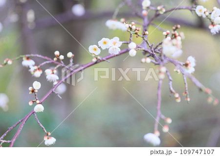 梅の花　玉咢枝垂 109747107