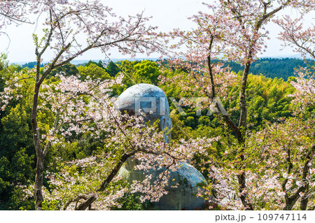 桜の木に映える日本一大きいおびんずる様の像　日輪寺(山鹿市) 109747114