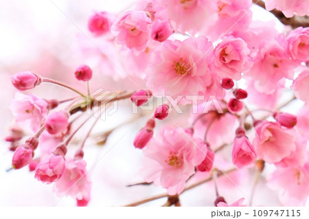 八重紅枝垂 しだれ桜 ピンク色の花 クローズアップ 八重紅枝垂 しだれ桜 ピンク色の花 クローズアップ 109747115