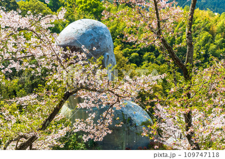 桜の木に映える日本一大きいおびんずる様の像 日輪寺(山鹿市) 桜の木に映える日本一大きいおびんずる様の像 日輪寺(山鹿市) 109747118