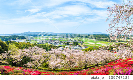 絶景観光スポット 桜の木とツツジの花コラボレーション パノラマ風景 パノラマ 日輪寺(山鹿市) 絶景観光スポット 桜の木とツツジの花コラボレーション パノラマ風景 パノラマ 日輪寺(山鹿市) 109747182
