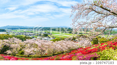 絶景観光スポット　桜の木とツツジの花コラボレーション　パノラマ風景　パノラマ　日輪寺(山鹿市) 109747183