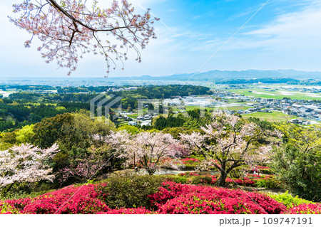 絶景観光スポット 桜の木とツツジの花コラボレーション パノラマ風景 パノラマ 日輪寺(山鹿市) 絶景観光スポット 桜の木とツツジの花コラボレーション パノラマ風景 パノラマ 日輪寺(山鹿市) 109747191
