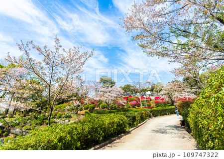 絶景観光スポット　遊歩道から観える桜の木とツツジの花コラボレーション　　日輪寺(山鹿市) 109747322