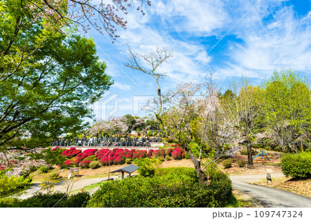 絶景観光スポット　遊歩道から観える桜の木とツツジの花コラボレーション　　日輪寺(山鹿市) 109747324