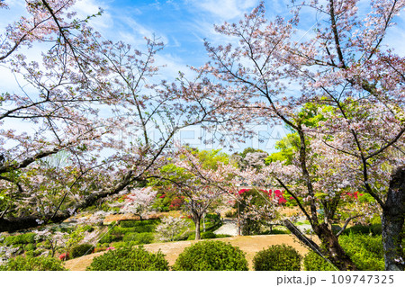絶景観光スポット　遊歩道から観える桜の木とツツジの花コラボレーション　　日輪寺(山鹿市) 109747325