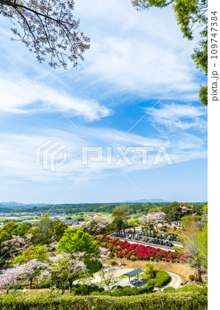 絶景観光スポット　桜の木とツツジの花コラボレーション風景　日輪寺(山鹿市) 109747384