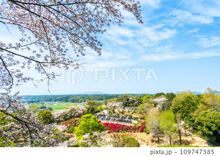 絶景観光スポット　桜の木とツツジの花コラボレーション風景　日輪寺(山鹿市) 109747385