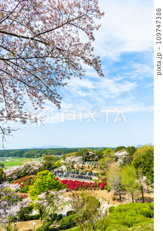 絶景観光スポット　桜の木とツツジの花コラボレーション風景　日輪寺(山鹿市) 109747386
