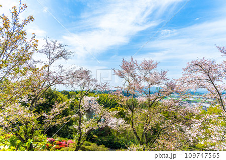 絶景観光スポット 桜の木とツツジの花コラボレーション パノラマ風景 パノラマ 日輪寺(山鹿市) 絶景観光スポット 桜の木とツツジの花コラボレーション パノラマ風景 パノラマ 日輪寺(山鹿市) 109747565