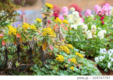 イソギクの花 イソギクの花 109747797