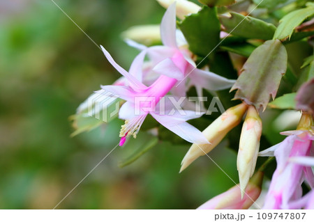 シャコバサボテンの花 シャコバサボテンの花 109747807