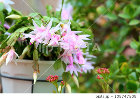 シャコバサボテンの花 シャコバサボテンの花 109747809