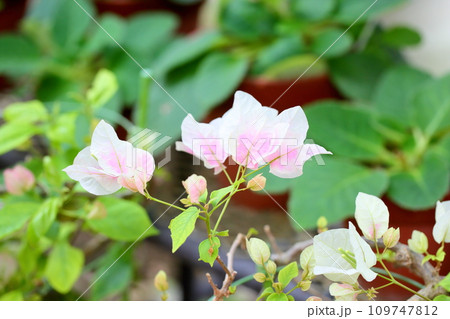 ブーゲンビレアの花 109747812