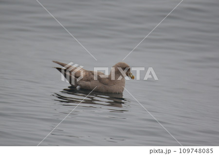 フルマカモメ（羅臼港 沖合／北海道目梨郡羅臼町） 109748085