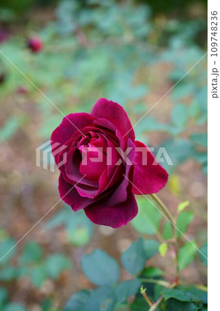 5664 バラ ムンステッド ウッド 5664 バラ ムンステッド ウッド 109748236