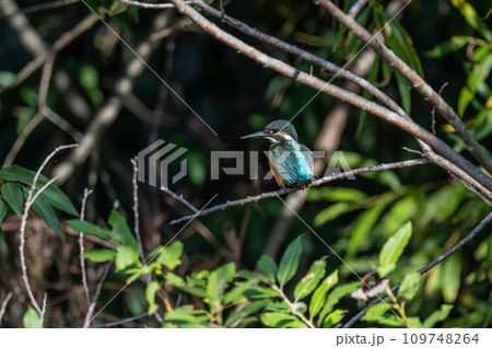 枝に止まってるカワセミ 109748264