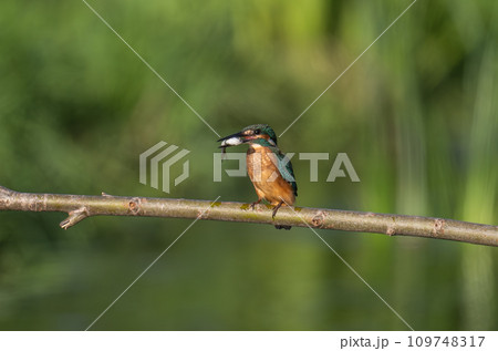小魚をくわえて枝に止まる翡翠 109748317