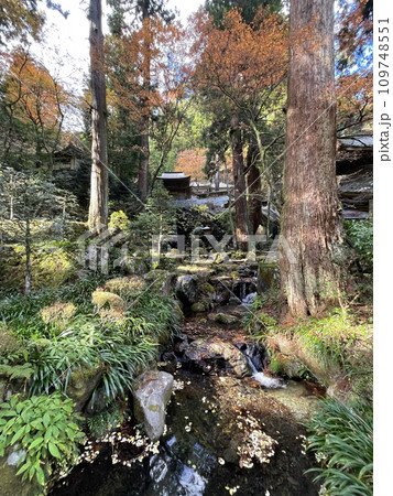 大雄山最乗寺　神奈川県南足柄市　秋　紅葉 109748551