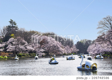 東京都 井の頭公園 井の頭池 満開の桜 東京都 井の頭公園 井の頭池 満開の桜 109748586