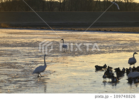 白鳥の飛来、宇都宮、栃木県 白鳥の飛来、宇都宮、栃木県 109748826