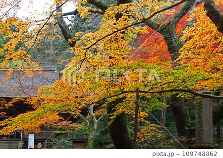 紅葉に包まれた室生寺 紅葉に包まれた室生寺 109748862