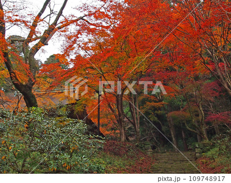 紅葉に包まれた室生寺 紅葉に包まれた室生寺 109748917