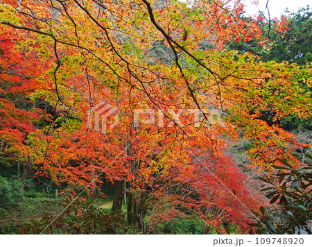 紅葉に包まれた室生寺 109748920
