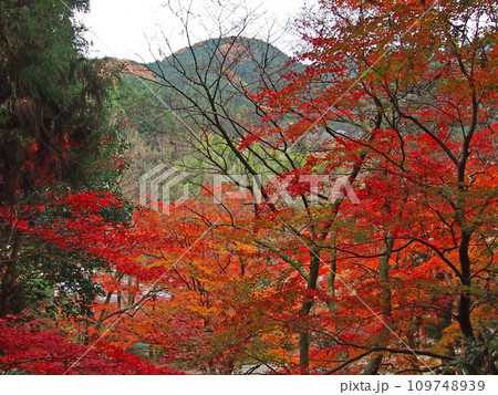 紅葉に包まれた室生寺 109748939