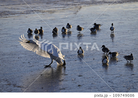 白鳥の飛来、宇都宮、栃木県 109749086