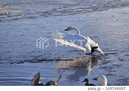 白鳥の飛来、宇都宮、栃木県 109749087