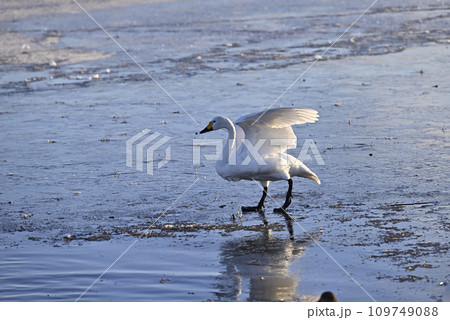 白鳥の飛来、宇都宮、栃木県 109749088