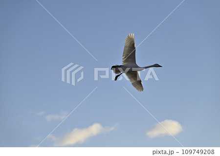 白鳥の飛来、宇都宮、栃木県 109749208