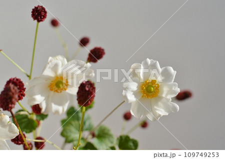 赤茶色のワレモコウの花と白いシュウメイギクの花　 109749253