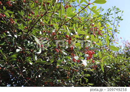 モッコクの実 109749258