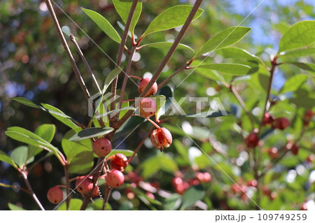 モッコクの実 109749259