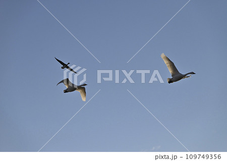 白鳥の飛来、宇都宮、栃木県 白鳥の飛来、宇都宮、栃木県 109749356