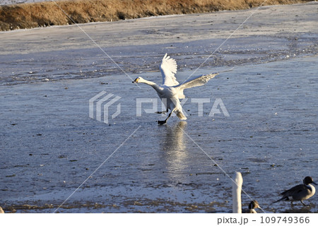 白鳥の飛来、宇都宮、栃木県 109749366