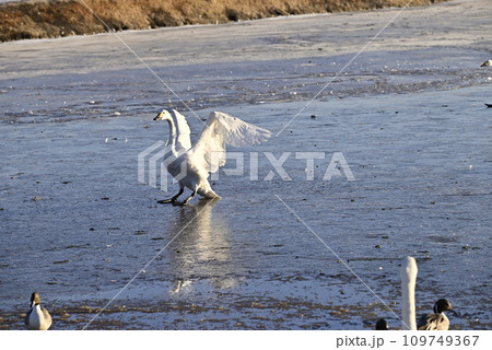 白鳥の飛来、宇都宮、栃木県 109749367