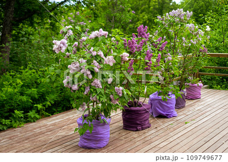 Wedding decoration, wedding decor with flowers and green plants, sweet wedding atmosphere, wedding day. 109749677