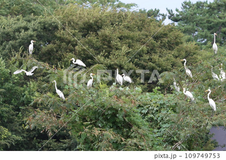 琵琶湖畔で見られる白鷺の小さなコロニーa 琵琶湖畔で見られる白鷺の小さなコロニーa 109749753
