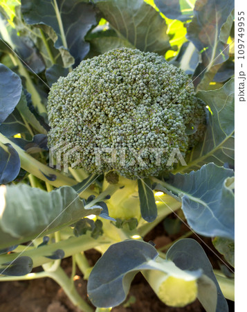 ブロッコリーの栽培 109749955